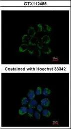 Anti-LETM1 antibody used in Immunocytochemistry/ Immunofluorescence (ICC/IF). GTX112455