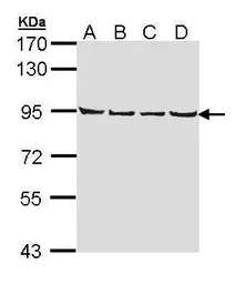 Anti-LETM1 antibody used in Western Blot (WB). GTX112455