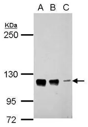 Anti-CTAGE5 antibody used in Western Blot (WB). GTX112467