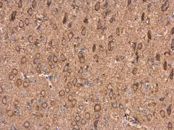 Anti-AMPD2 antibody [N3C3] used in IHC (Paraffin sections) (IHC-P). GTX112483