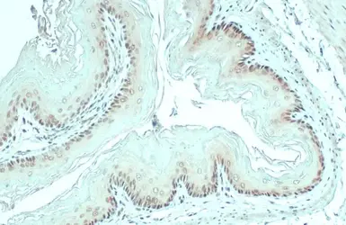 Anti-MAT1A + MAT2A antibody [N1C2] used in IHC (Paraffin sections) (IHC-P). GTX112535