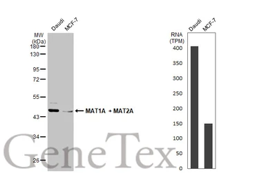 Anti-MAT1A + MAT2A antibody [N1C2] used in Western Blot (WB). GTX112535