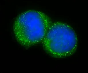 Anti-Centrin 1 antibody used in Immunocytochemistry/ Immunofluorescence (ICC/IF). GTX11257