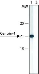 Anti-Centrin 1 antibody used in Western Blot (WB). GTX11257