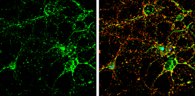 Anti-GRIP1 antibody used in Immunocytochemistry/ Immunofluorescence (ICC/IF). GTX112571