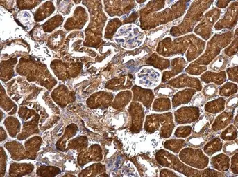 Anti-GRIP1 antibody used in IHC (Paraffin sections) (IHC-P). GTX112571