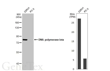 Anti-DNA polymerase iota antibody [N3C2], Internal used in Western Blot (WB). GTX112583