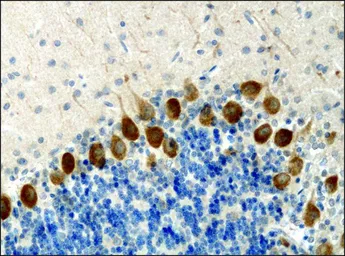 Anti-KIF3A antibody used in IHC (Paraffin sections) (IHC-P). GTX11259