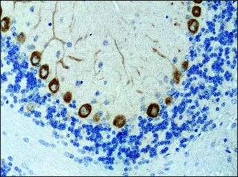Anti-KIF3A antibody used in IHC (Paraffin sections) (IHC-P). GTX11259