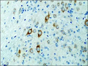 Anti-KIF3A antibody used in IHC (Paraffin sections) (IHC-P). GTX11259