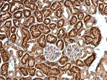 Anti-eIF4B antibody [N1N2], N-term used in IHC (Paraffin sections) (IHC-P). GTX112612