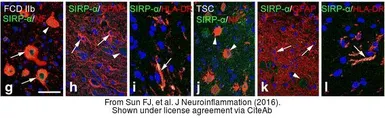 Anti-SIRP alpha antibody used in IHC (Paraffin sections) (IHC-P). GTX112645
