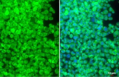 Anti-SIRP alpha antibody used in Immunocytochemistry/ Immunofluorescence (ICC/IF). GTX112645