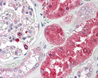 Anti-ENTPD5 antibody [N1N3] used in IHC (Paraffin sections) (IHC-P). GTX112650
