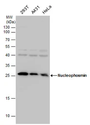 Anti-Nucleophosmin antibody used in Western Blot (WB). GTX112654