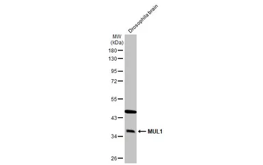 Anti-MUL1 antibody used in Western Blot (WB). GTX112673