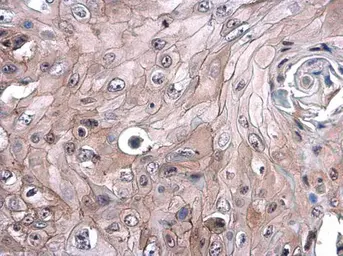 Anti-CD105 antibody [N1N3-2] used in IHC (Paraffin sections) (IHC-P). GTX112685