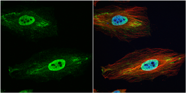 Anti-GSTP1 antibody used in Immunocytochemistry/ Immunofluorescence (ICC/IF). GTX112695