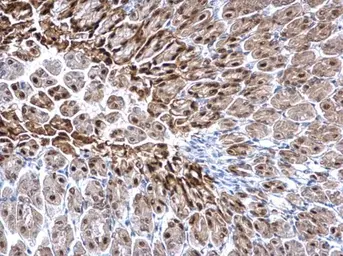 Anti-GSTP1 antibody used in IHC (Paraffin sections) (IHC-P). GTX112695