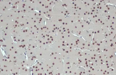 Anti-GSTP1 antibody used in IHC (Paraffin sections) (IHC-P). GTX112695