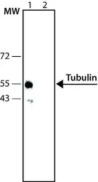 Anti-Tubulin antibody used in Western Blot (WB). GTX11270