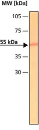 Anti-Tubulin antibody used in Western Blot (WB). GTX11270