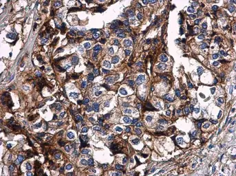 Anti-HLA-G antibody used in IHC (Paraffin sections) (IHC-P). GTX112713