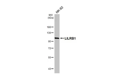 Anti-LILRB1 antibody [N1C1] used in Western Blot (WB). GTX112718