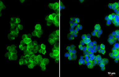Anti-LILRB1 antibody [N1C1] used in Immunocytochemistry/ Immunofluorescence (ICC/IF). GTX112718