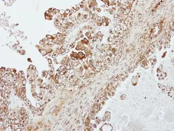 Anti-Transferrin antibody [N3C2], Internal used in IHC (Paraffin sections) (IHC-P). GTX112729