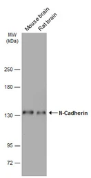Anti-N-Cadherin antibody [N1N3] used in Western Blot (WB). GTX112734