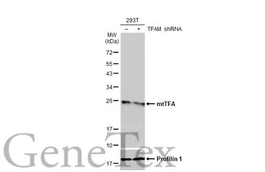 Anti-mtTFA antibody used in Western Blot (WB). GTX112760