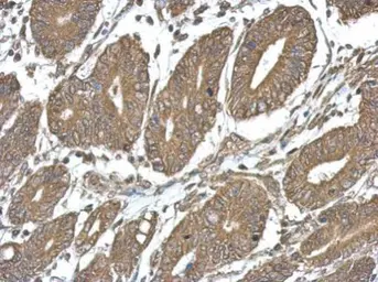 Anti-TICAM2 antibody used in IHC (Paraffin sections) (IHC-P). GTX112785
