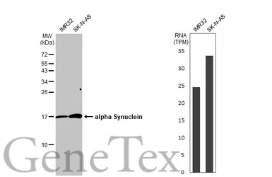 Anti-alpha Synuclein antibody used in Western Blot (WB). GTX112799