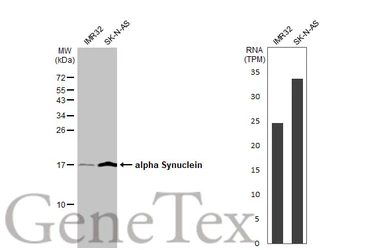 Anti-alpha Synuclein antibody used in Western Blot (WB). GTX112799