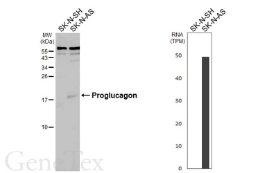 Anti-Glucagon antibody [N1C3-2] used in Western Blot (WB). GTX112806