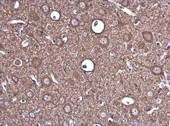 Anti-EPO antibody used in IHC (Paraffin sections) (IHC-P). GTX112834