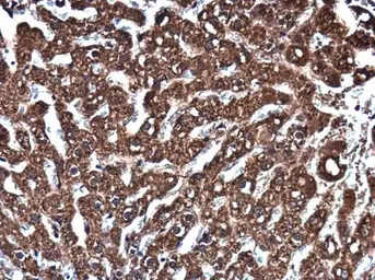 Anti-EPO antibody used in IHC (Paraffin sections) (IHC-P). GTX112834