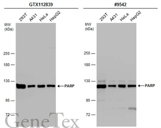 Anti-PARP antibody [N1N2], N-term used in Western Blot (WB). GTX112839