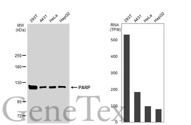 Anti-PARP antibody [N1N2], N-term used in Western Blot (WB). GTX112839