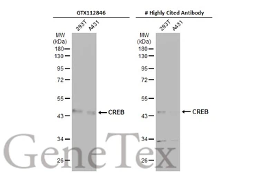 Anti-CREB antibody used in Western Blot (WB). GTX112846