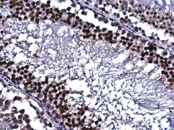 Anti-CREB antibody used in IHC (Paraffin sections) (IHC-P). GTX112846
