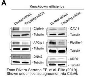 Anti-ARF6 antibody [N1C3] used in Western Blot (WB). GTX112872