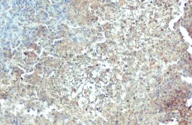 Anti-C1qA antibody used in IHC (Paraffin sections) (IHC-P). GTX112883