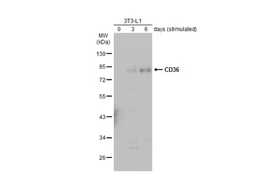 Anti-CD36 antibody used in Western Blot (WB). GTX112891