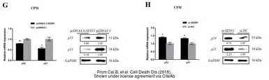 Anti-p21 Cip1 antibody used in Western Blot (WB). GTX112898