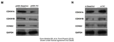 Anti-p21 Cip1 antibody used in Western Blot (WB). GTX112898
