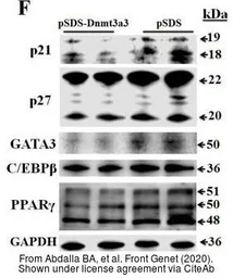 Anti-p21 Cip1 antibody used in Western Blot (WB). GTX112898