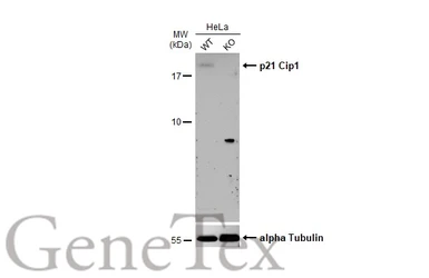 Anti-p21 Cip1 antibody used in Western Blot (WB). GTX112898