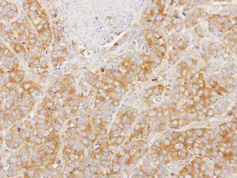 Anti-eIF2 alpha antibody [N1C1] used in IHC (Paraffin sections) (IHC-P). GTX112918